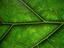 leaf.jpg