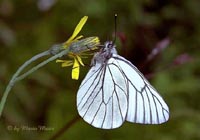 aporia crataegi 200