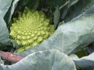 cavolfiore