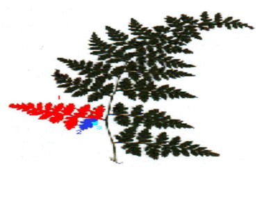 felcefrattale