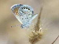 farfalla braephidium exile 200